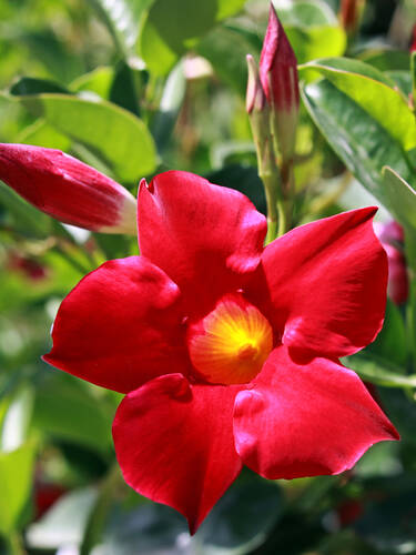 Erstes Zusatzbild des Artikels "Dipladenia Rio Red" (Bildbeschreibung ist in Arbeit
