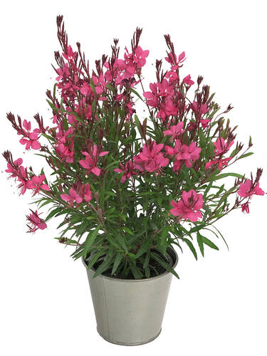erstes zustzliches Bild des Artikels "Prachtkerze Belleza Dark Pink"