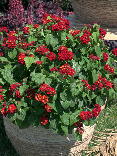 erstes zustzliches Bild des Artikels "Wandelrschen Sun Juana Dark Red"