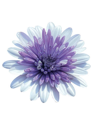 erstes zustzliches Bild des Artikels "Kapkrbchen 3D Steel Blue"