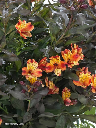 erstes zustzliches Bild des Artikels "Inkalilie Summer Paradise Indian Summer" aus der Kategorie "Blumen Jungpflanzen"
