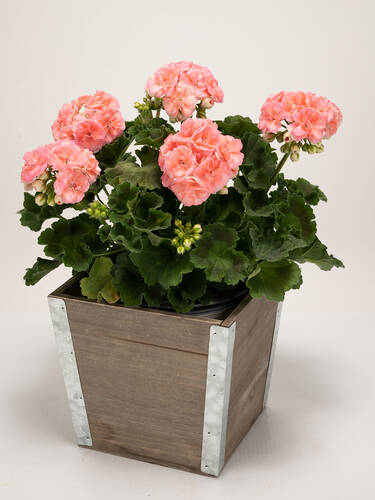 Erstes Zusatzbild des Artikels "Pelargonie Rosebud Astrid�" (Bildbeschreibung ist in Arbeit