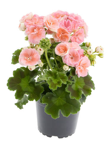 Zweites Zusatzbild des Artikels "Pelargonie Rosebud Astrid�" (Bildbeschreibung ist in Arbeit