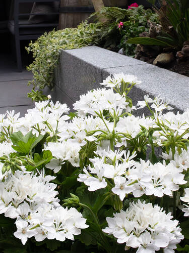 Erstes Zusatzbild des Artikels "Pelargonie Exotica Starry White" (Bildbeschreibung ist in Arbeit