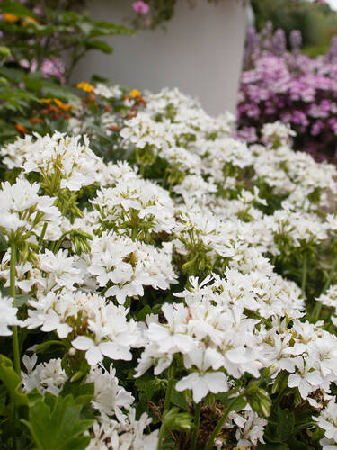 Zweites Zusatzbild des Artikels "Pelargonie Exotica Starry White" (Bildbeschreibung ist in Arbeit