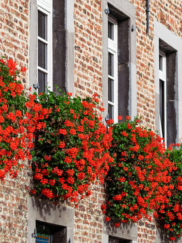 Erstes Zusatzbild des Artikels "Hngepelargonie Red" (Bildbeschreibung ist in Arbeit