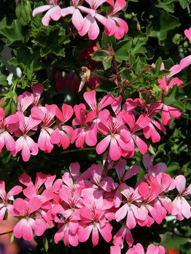 erstes zustzliches Bild des Artikels "Hngepelargonie Acapulco-Compact Cascade" aus der Kategorie "Pflanzen"