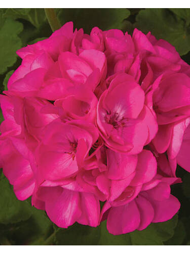 erstes zustzliches Bild des Artikels "Pelargonie Hurricane" aus der Kategorie "Pflanzen"