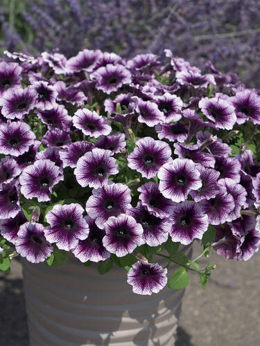 Erstes Zusatzbild des Artikels "Petunia Famous� Violet Dark Eye�23" (Bildbeschreibung ist in Arbeit