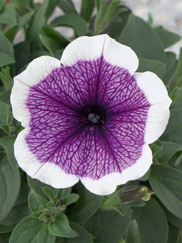 erstes zustzliches Bild des Artikels "Petunie Bonnie Lavender Face"