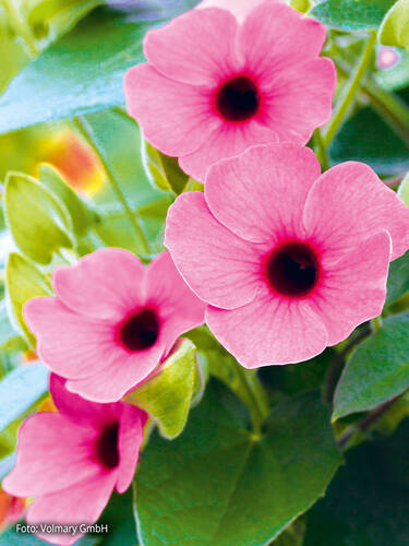Erstes Zusatzbild des Artikels "Schwarzugige Susanne Sunny Susy Rose Sensation" (Bildbeschreibung ist in Arbeit