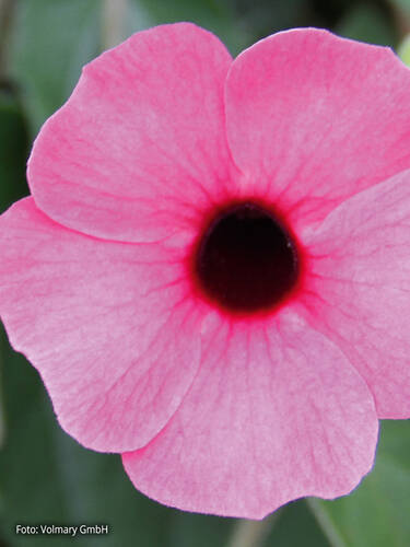 zweites zustzliches Bild des Artikels "Schwarzugige Susanne Sunny Susy Rose Sensation" aus der Kategorie "Blumen Jungpflanzen"