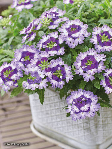 zweites zustzliches Bild des Artikels "Eisenkraut Vectura Blue Wing" aus der Kategorie "Blumen Jungpflanzen"
