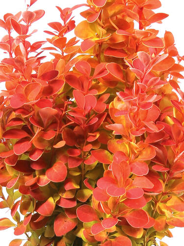 Berberitze Orange Ice Ziergeholze Diverse Ziergeholze Gartenversandhaus De