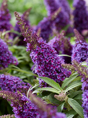 erstes zustzliches Bild des Artikels "Zwerg-Sommerflieder Butterfly Candy Little Purple" aus der Kategorie "Ziergehlze"