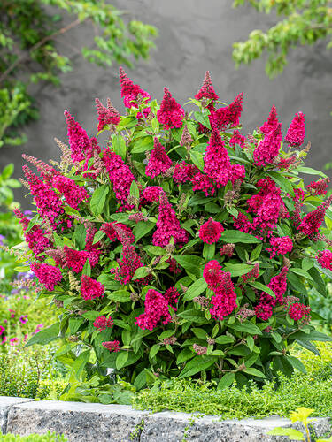 erstes zustzliches Bild des Artikels "Zwerg-Sommerflieder Butterfly Candy Little Ruby" aus der Kategorie "Ziergehlze"