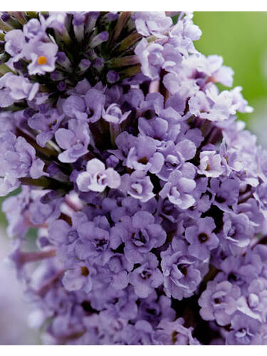erstes zustzliches Bild des Artikels "Sommerflieder High Five Purple, PBR" aus der Kategorie "Ziergehlze"