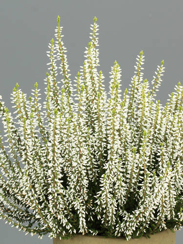 erstes zustzliches Bild des Artikels "Winterharte Knospenheide Gardengirls Helena" aus der Kategorie "Saisonpflanze"