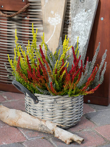 erstes zustzliches Bild des Artikels "Winterharte Knospenheide Gardengirls Sunset-Fire"