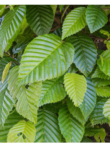 erstes zustzliches Bild des Artikels "Hecke Hainbuche" aus der Kategorie "Heckenpflanzen"
