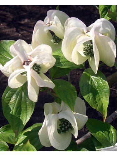 erstes zustzliches Bild des Artikels "Blumenhartriegel Urbiniana" aus der Kategorie "Ziergehlze"