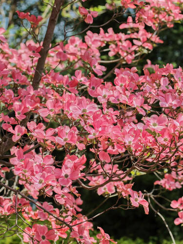 Erstes Zusatzbild des Artikels "Japanischer Blumenhartriegel Satomi" (Bildbeschreibung ist in Arbeit