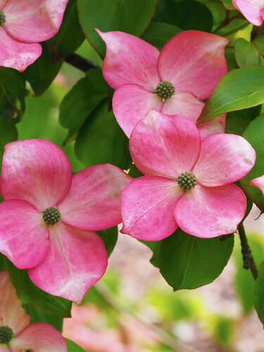 Zweites Zusatzbild des Artikels "Japanischer Blumenhartriegel Satomi" (Bildbeschreibung ist in Arbeit