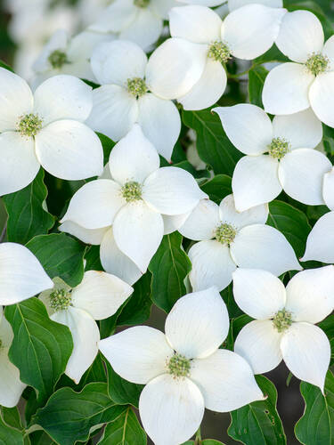 erstes zustzliches Bild des Artikels "Blumenhartriegel China Girl"