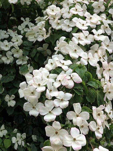 erstes zustzliches Bild des Artikels "Blumenhartriegel Starlight"