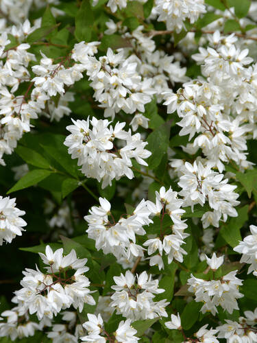 Erstes Zusatzbild des Artikels "Maiblumenstrauch" (Bildbeschreibung ist in Arbeit