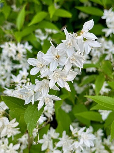 Zweites Zusatzbild des Artikels "Maiblumenstrauch" (Bildbeschreibung ist in Arbeit