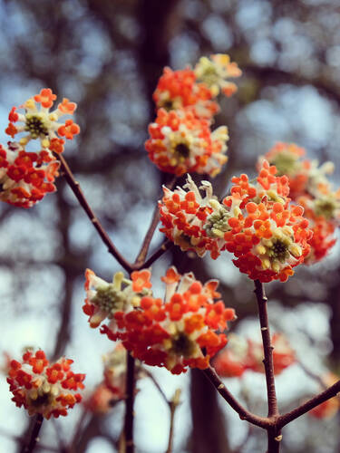 Zweites Zusatzbild des Artikels "Japanischer Papierstrauch Red Dragon" (Bildbeschreibung ist in Arbeit