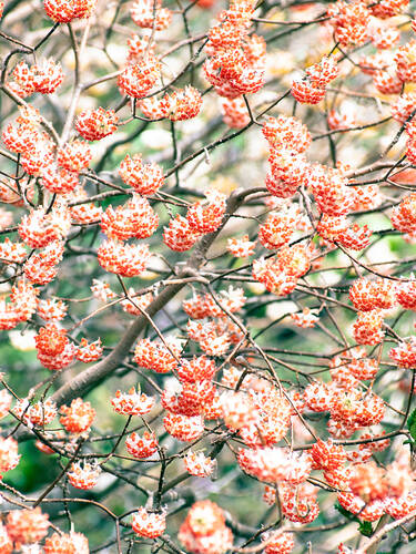 Drittes Zusatzbild des Artikels "Japanischer Papierstrauch Red Dragon" (Bildbeschreibung ist in Arbeit