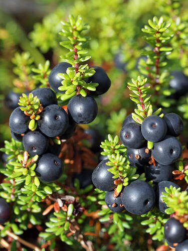 zweites zustzliches Bild des Artikels " Bodendeckerheide Bernstein" aus der Kategorie "Ziergehlze"