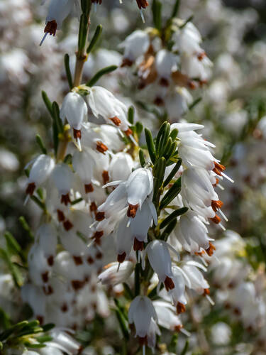 Ziergehlze - Winterblhende Heide White Perfection Bild 2