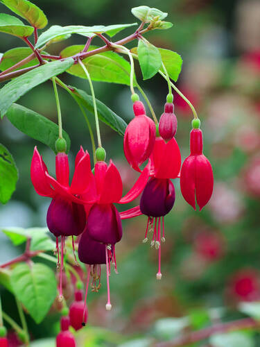 erstes zustzliches Bild des Artikels "Freiland-Fuchsie Riccartonii" aus der Kategorie "Ziergehlze"