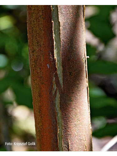 Ziergehlze - Sieben Shne des Himmels-Strauch Bild 2