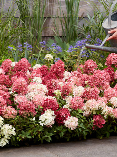 Erstes Zusatzbild des Artikels "Rispenhortensie Groundbreaker� Ruby" (Bildbeschreibung ist in Arbeit