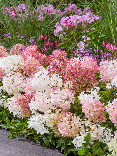 Erstes Zusatzbild des Artikels "Rispenhortensie Groundbreaker�" (Bildbeschreibung ist in Arbeit