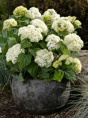 erstes zustzliches Bild des Artikels "Schneeballhortensie Flower Wow"