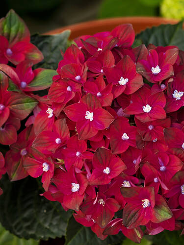 Erstes Zusatzbild des Artikels "Bauern-Hortensie Roco� Black Knight" (Bildbeschreibung ist in Arbeit