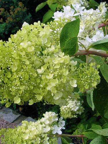 erstes zustzliches Bild des Artikels "Rispenhortensie Limelight-Hecke" aus der Kategorie "Hortensien"