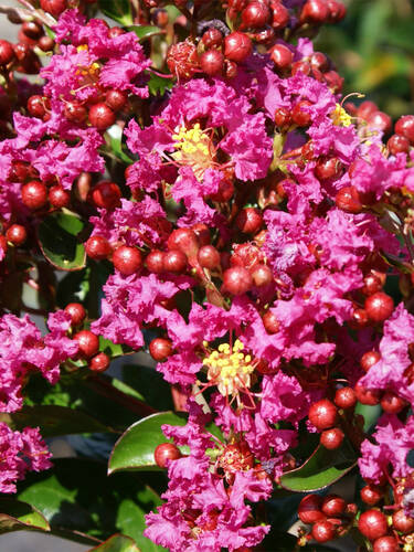 Drittes Zusatzbild des Artikels "Zwerg-Indianerflieder� Berry Dazzle, PBR" (Bildbeschreibung ist in Arbeit