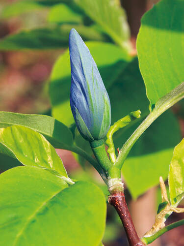 erstes zustzliches Bild des Artikels "Magnolie Blue Opal" aus der Kategorie "Ziergehlze"