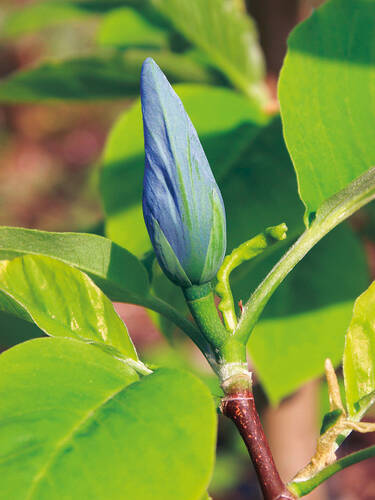 Magnolie Blue Opal Bild 2