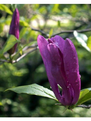 erstes zustzliches Bild des Artikels " Magnolie Black Beauty" aus der Kategorie "Ziergehlze"