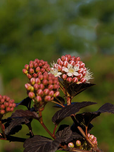 erstes zustzliches Bild des Artikels "Blasenspiere Magical Sweet Cherry Tea" aus der Kategorie "Ziergehlze"