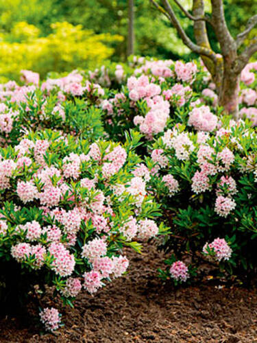 Heckenpflanzen - Rhododendron Nugget by Bloombux Bild 2