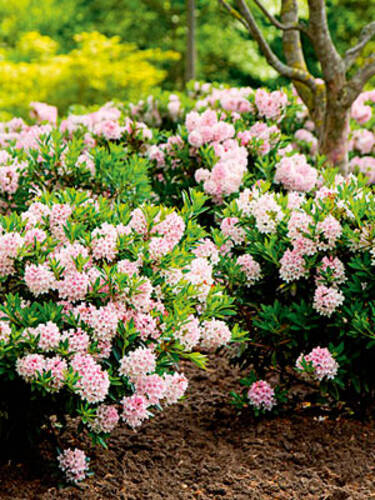 erstes zustzliches Bild des Artikels "Rhododendron Nugget by Bloombux" aus der Kategorie "Ziergehlze"