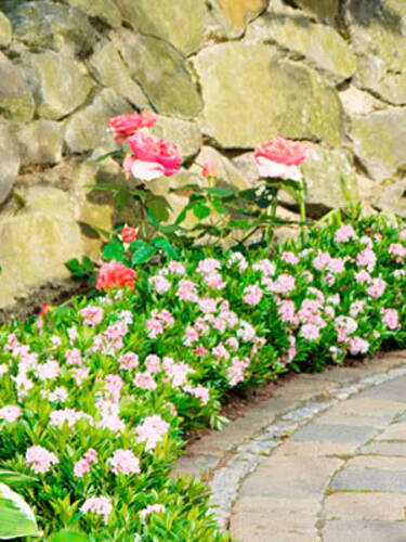 zweites zustzliches Bild des Artikels "Rhododendron Nugget by Bloombux" aus der Kategorie "Ziergehlze"